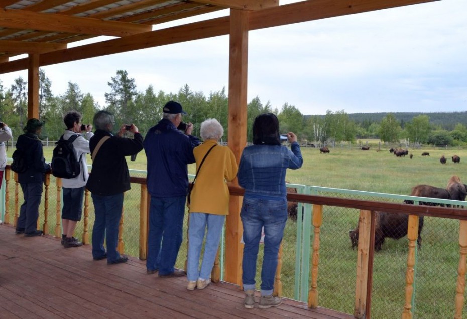 Туристы проявляют большой интерес к якутским лесным бизонам