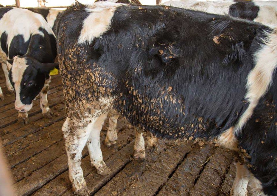 Производство молочной продукции без ветеринарного контроля выявили в Нюрбинском улусе