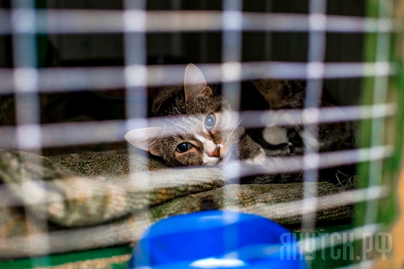 Котенок был больным: горожанка подала в суд на пункт передержки животных Якутска