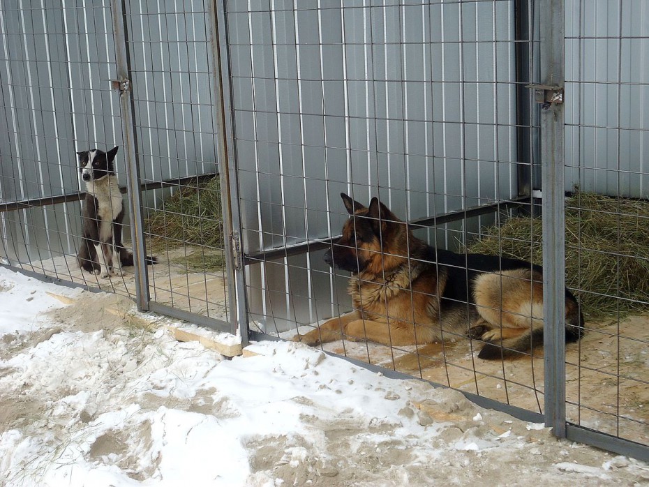 На кого повесить всех собак Якутска: почему в мэрии хотят отказаться от полномочий по отлову и содержанию животных