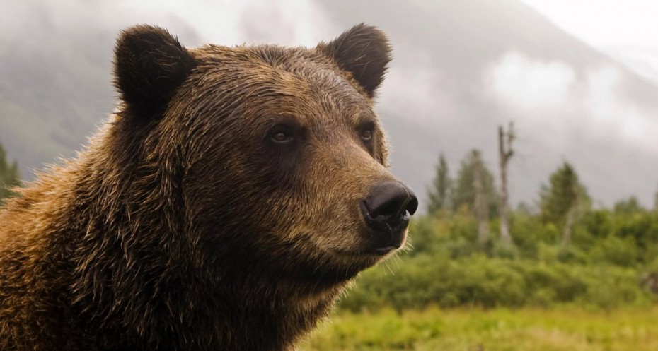 В Мирнинском районе медведь пробрался на территорию сельхозпредприятия
