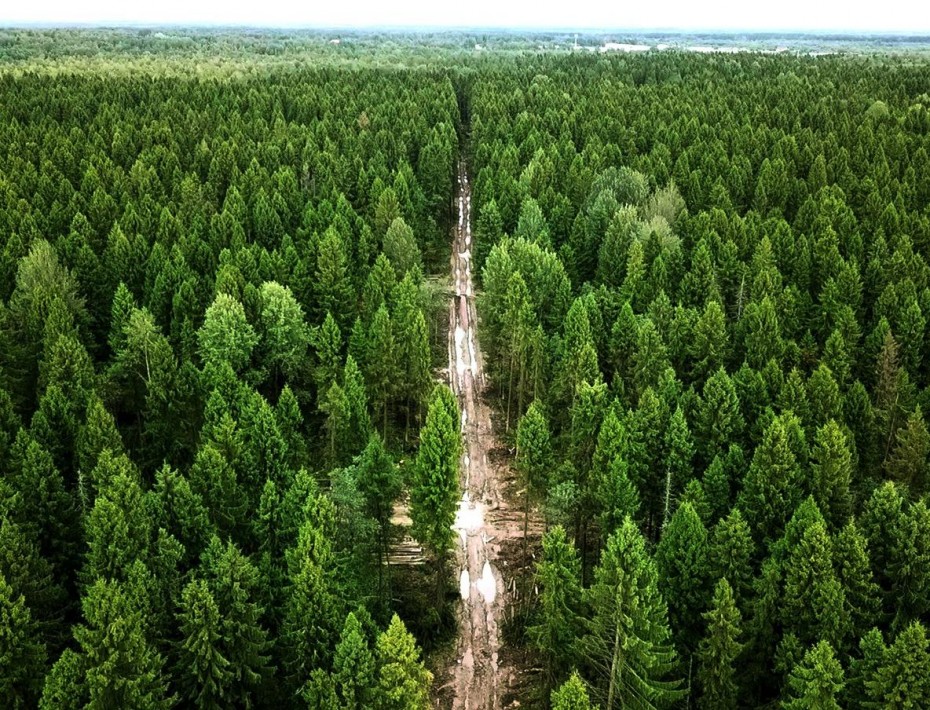 Инженера по защите леса в Ленском районе поймали на взятке за сокрытие нарушений при расчистке просеки