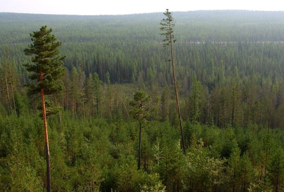 Айсен Николаев ввёл режим ЧС в лесах Якутии регионального характера