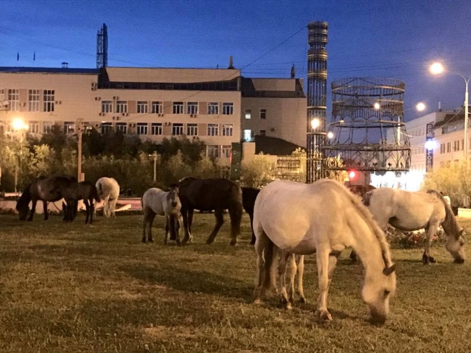 В мэрии Якутска выявляют и устанавливают хозяев безнадзорных лошадей