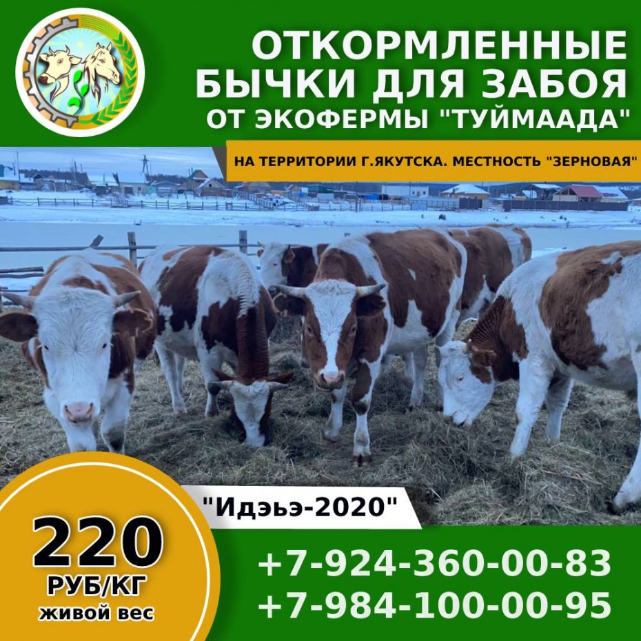 Услуги забоя бычков и коров ООО Экоферма «Туймаада»