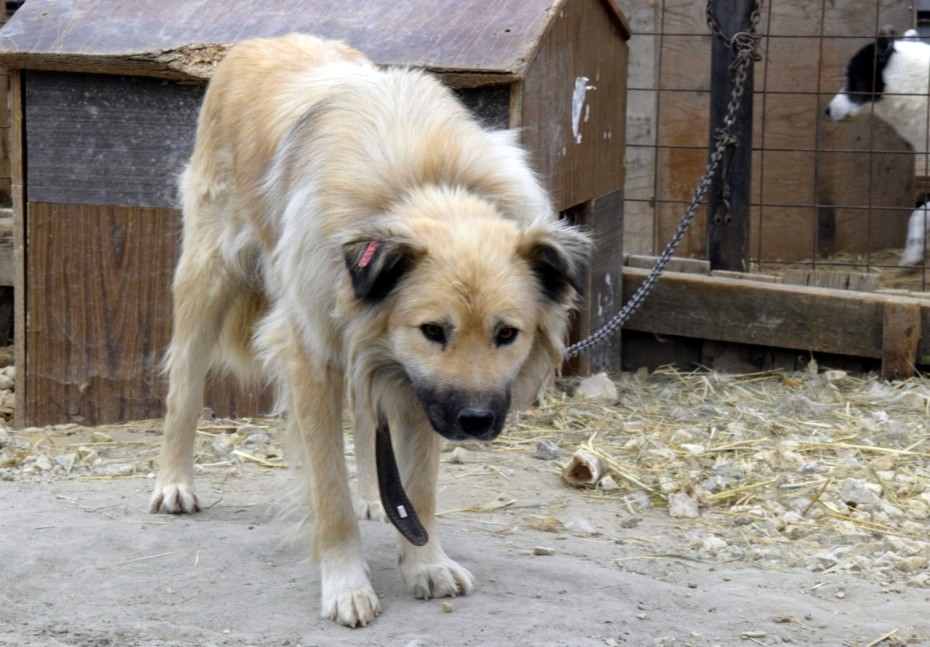 В Пункте передержки животных проведена массовая вакцинация собак