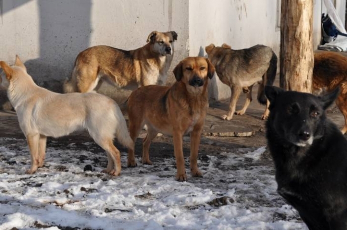 «Собачье дело»: городские чиновники должны ответить за халатность 