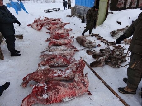 33 туши оленя и 16 туш лосей изъяты у браконьера в Абыйском районе Якутии