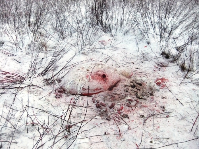 В Амгинском улусе браконьеры поживились двумя лосями